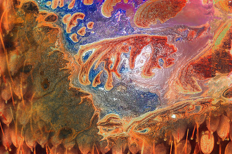 Blastula