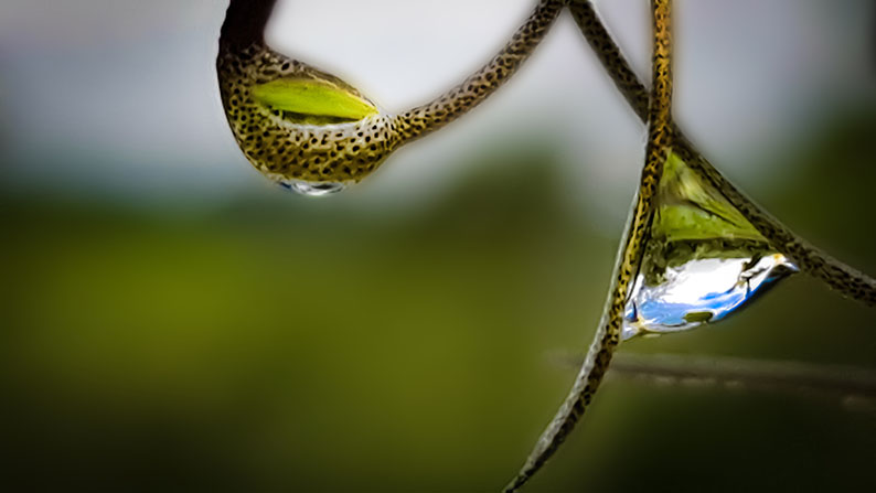 Inverted World